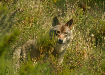 UMA AVENTURA EM COVAS DO MONTE