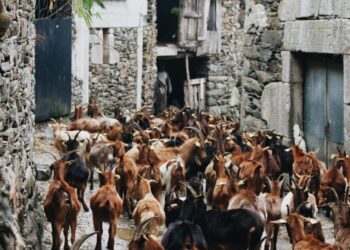 PELOS TRILHOS SELVAGENS DA ARADA